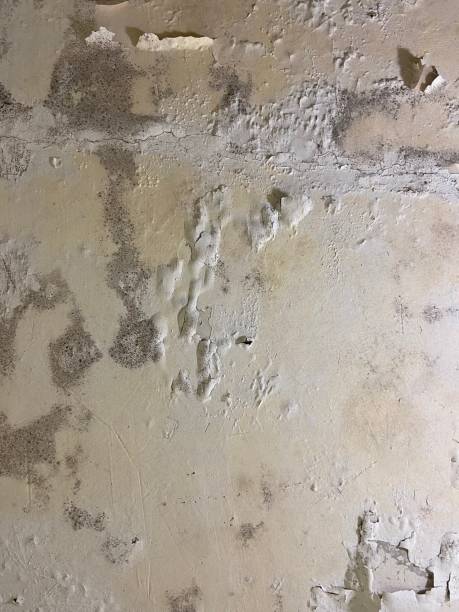 Best Local Mold Removal Service  in Green Park, MO